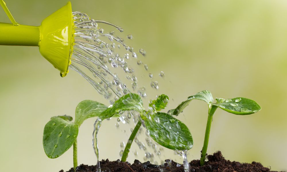 Lead Nurturing: El arte de cultivar clientes en marketing B2B